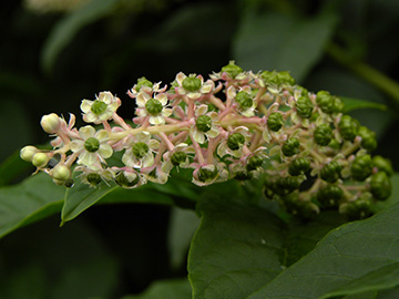 Phytolacca americana