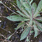Pilosella bauhini - Bauhins Habichtskraut