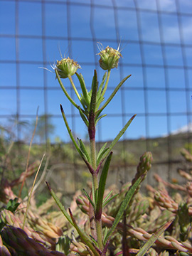 Plantago afra