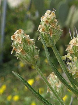 Plantago afra