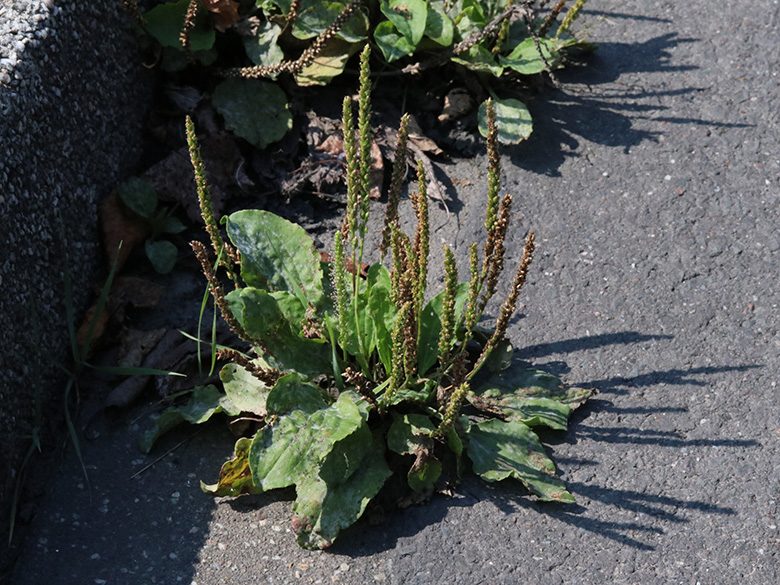 Plantago major