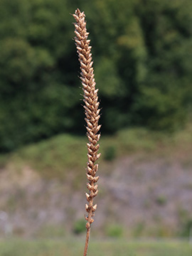 Plantago major major