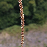 Plantago major - Breit-Wegerich