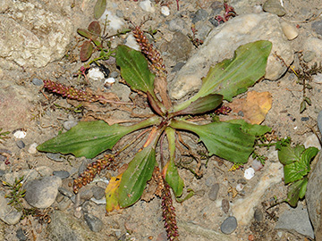 Plantago major intermedia