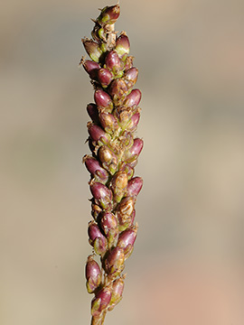 Plantago major intermedia