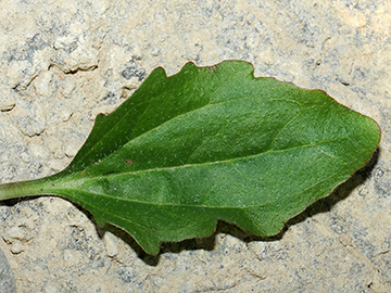 Plantago major intermedia