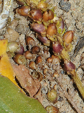 Plantago major intermedia