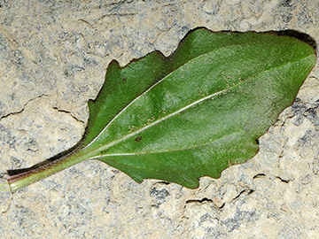 Plantago major intermedia