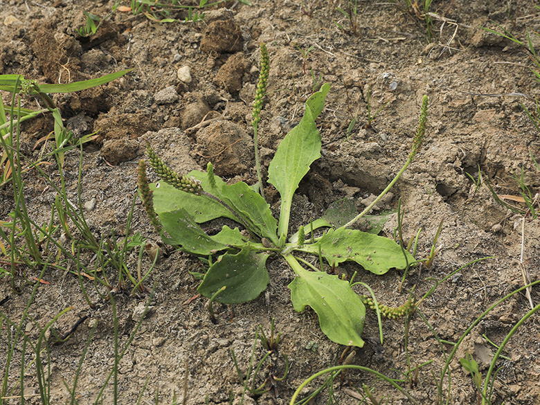 Plantago major intermedia