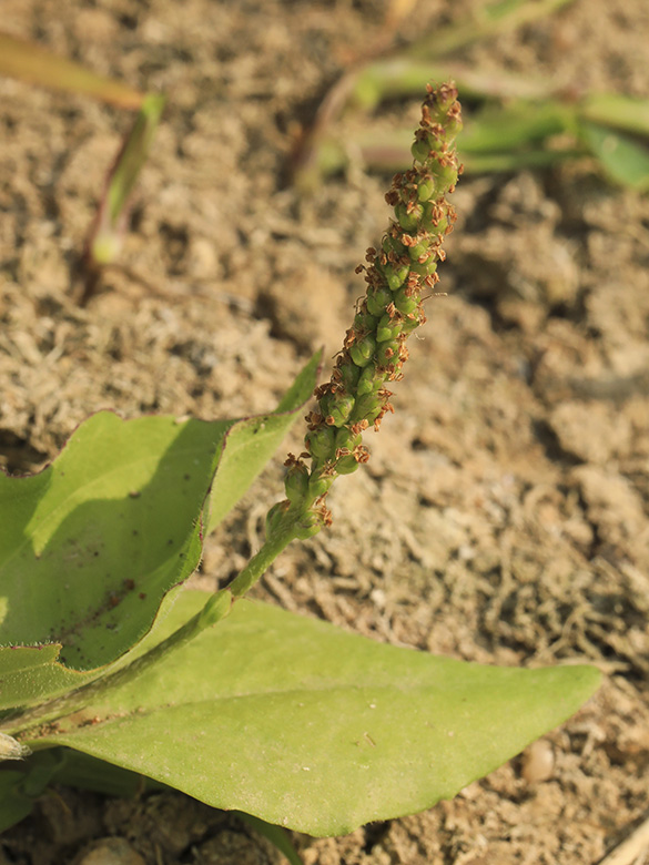 Plantago major intermedia