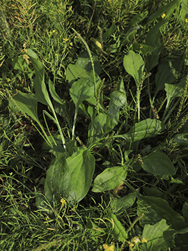 Plantago major intermedia