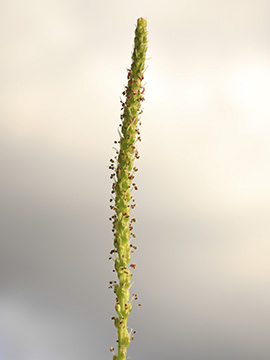 Plantago major intermedia