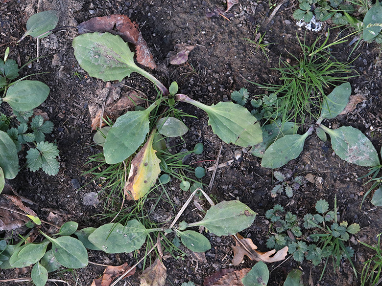 Plantago major intermedia
