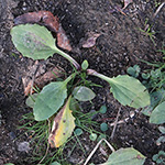 Plantago major - Breit-Wegerich