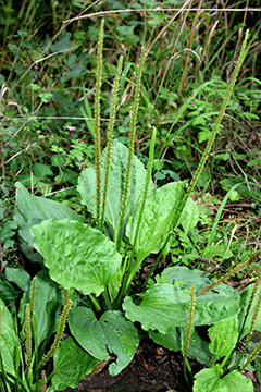 Plantago major major