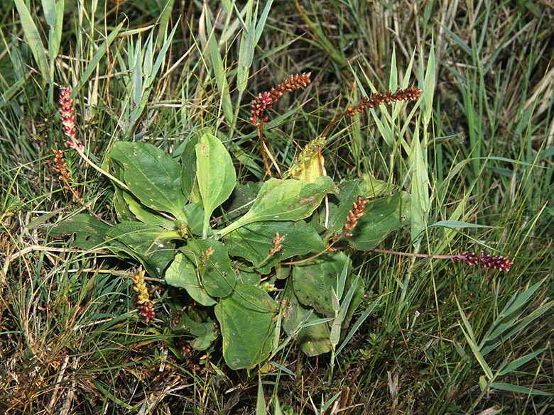 Plantago major winteri