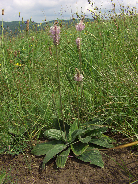 Plantago media