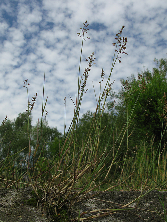 Poa compressa