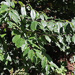 Prunus serotina - Spätblühende Traubenkirsche