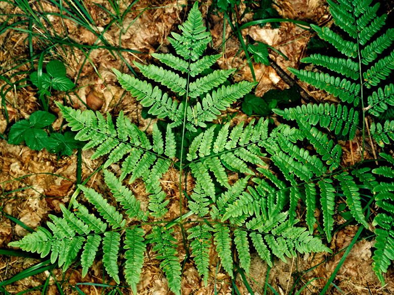 Pteridium aquilinum pinetorum