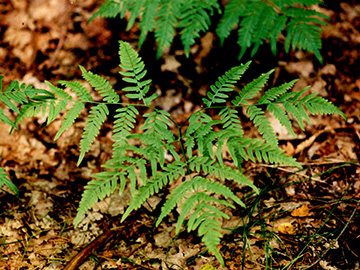 Pteridium aquilinum pinetorum