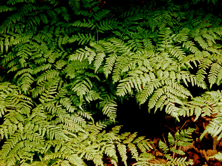 Pteridium aquilinum pinetorum