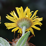 Pulicaria dysenterica - Ruhr-Flohkraut