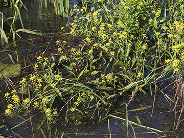 Rorippa amphibia