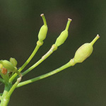 Rorippa amphibia - Wasser-Sumpfkresse