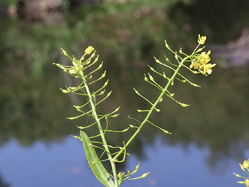 Rorippa amphibia