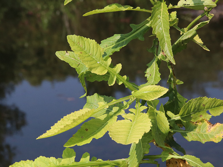 Rorippa amphibia
