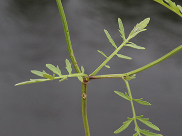 Rorippa sylvestris