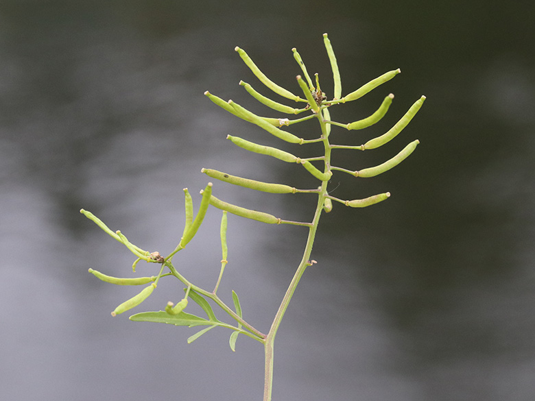 Rorippa sylvestris