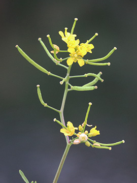 Rorippa sylvestris
