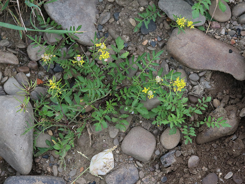 Rorippa sylvestris