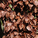 Rumex aquaticus - Wasser-Ampfer