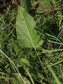 Rumex aquaticus