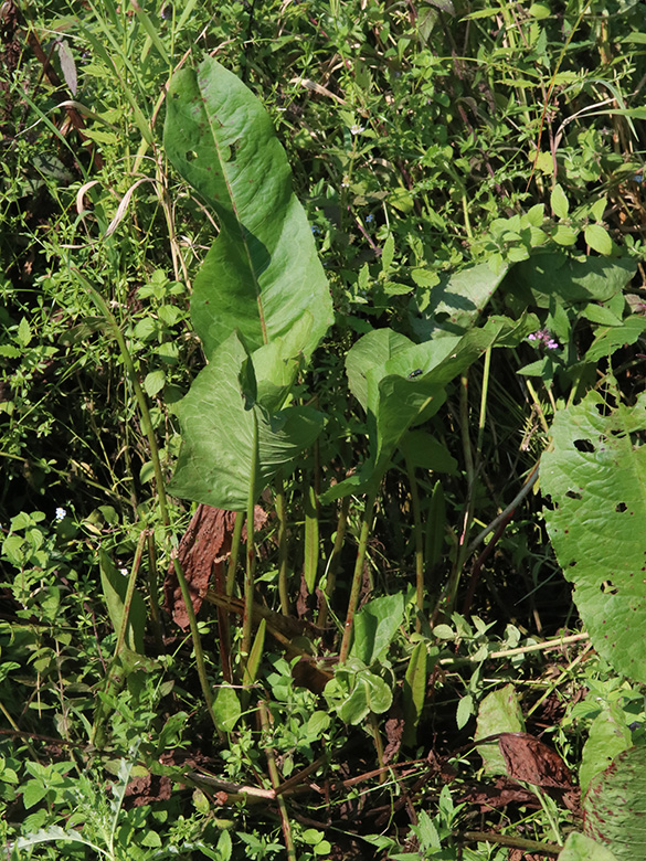 Rumex aquaticus