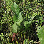 Rumex aquaticus - Wasser-Ampfer
