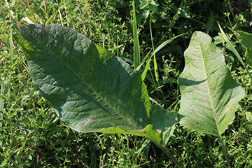 Rumex aquaticus
