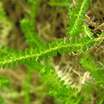 Selaginella apoda - Stängelloser Moosfarn