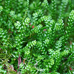 Selaginella douglasii - Douglas-Moosfarn