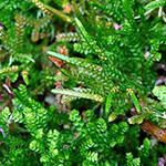 Selaginella douglasii - Douglas-Moosfarn
