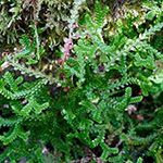 Selaginella douglasii - Douglas-Moosfarn