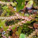 Selaginella douglasii - Douglas-Moosfarn