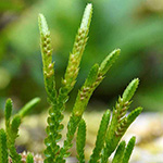 Selaginella douglasii - Douglas-Moosfarn