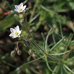 Spergula arvensis - Acker-Spark