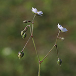 Spergula arvensis - Acker-Spark