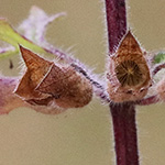 Teucrium botrys - Trauben-Gamander