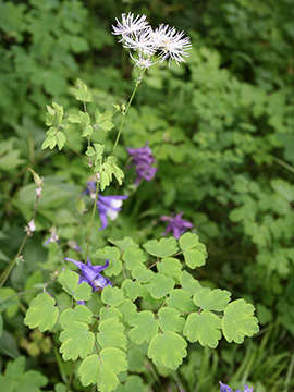Thalictrum aquilegifolium
